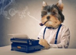 dogs with jobs