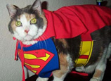 pets with superpowers